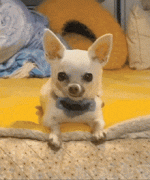 1000030887.gif