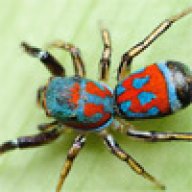 Arachnid