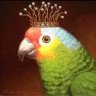Crown Parrot