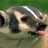 Badger